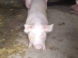 Животноводство,  Сельхоз животные Свиньи, цена 40 Грн., Фото