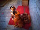 Собаки, щенята Боксер, ціна 3500 Грн., Фото