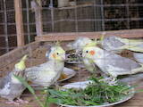 Попугаи и птицы Попугаи, цена 450 Грн., Фото