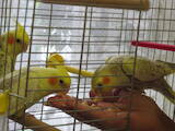 Папуги й птахи Папуги, ціна 450 Грн., Фото
