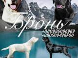 Собаки, щенята Лабрадор ретрівер, ціна 15000 Грн., Фото