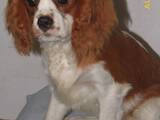 Собаки, щенята Кавалер-кинг-чарльз спаніель, ціна 15000 Грн., Фото