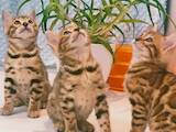 Кішки, кошенята Бенгальськая, ціна 15000 Грн., Фото
