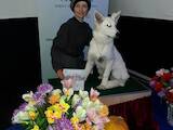 Собаки, щенки Белая Швейцарская овчарка, цена 1000 Грн., Фото