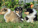 Собаки, щенки Длинношерстный колли, цена 7000 Грн., Фото