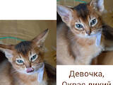 Кішки, кошенята Абіссінська, ціна 8000 Грн., Фото