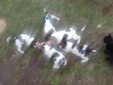 Собаки, щенята Ганноверська гонча, ціна 700 Грн., Фото