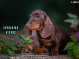 Собаки, щенки Гладкошерстная миниатюрная такса, цена 21000 Грн., Фото