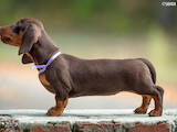 Собаки, щенки Гладкошерстная миниатюрная такса, цена 21000 Грн., Фото