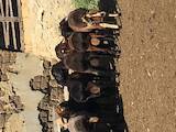 Тваринництво,  Сільгосп тварини Барани, вівці, ціна 3000 Грн., Фото