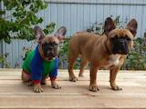 Собаки, щенки Французский бульдог, цена 12500 Грн., Фото
