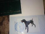 Собаки, щенята Німецька жорсткошерста лягава, ціна 1000 Грн., Фото