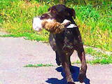 Собаки, щенки Немецкая жесткошерстная легавая, цена 2000 Грн., Фото