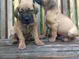 Собаки, щенята Південноафриканський Бурбуль, ціна 14000 Грн., Фото