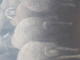 Тваринництво,  Сільгосп тварини Барани, вівці, ціна 2000 Грн., Фото