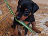 Собаки, щенята Карликовий пінчер, ціна 3000 Грн., Фото