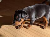 Собаки, щенята Карликовий пінчер, ціна 3000 Грн., Фото