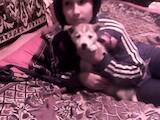 Собаки, щенки Сибирский хаски, цена 200 Грн., Фото
