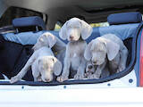 Собаки, щенки Веймарская легавая, цена 11500 Грн., Фото