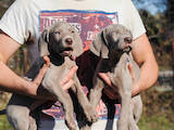 Собаки, щенята Веймарська лягава, ціна 11500 Грн., Фото