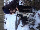 Собаки, щенята Сибірський хаськи, ціна 1500 Грн., Фото