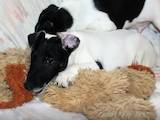 Собаки, щенята Гладкошерста фокстер'єр, ціна 7000 Грн., Фото