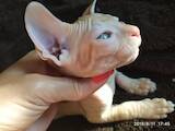 Кошки, котята Донской сфинкс, цена 6000 Грн., Фото