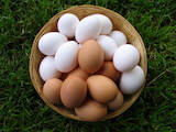 Продовольствие Яйца, цена 13 Грн., Фото