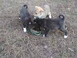Собаки, щенки Западно-Сибирская лайка, цена 900 Грн., Фото