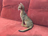 Кошки, котята Абиссинская, цена 12500 Грн., Фото