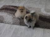 Собаки, щенки Померанский шпиц, цена 14000 Грн., Фото