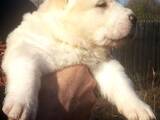 Собаки, щенки Среднеазиатская овчарка, цена 25000 Грн., Фото