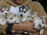 Собаки, щенята Сибірський хаськи, ціна 4500 Грн., Фото
