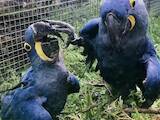 Папуги й птахи Папуги, ціна 15000 Грн., Фото