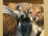 Собаки, щенята Невідома порода, ціна 1 Грн., Фото