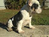 Собаки, щенята Англійський бульдог, ціна 5000 Грн., Фото