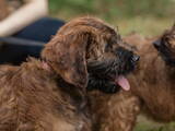 Собаки, щенята Бріар, ціна 15000 Грн., Фото