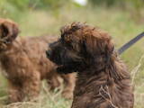 Собаки, щенята Бріар, ціна 15000 Грн., Фото