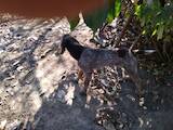 Собаки, щенята Німецька жорсткошерста лягава, ціна 7000 Грн., Фото