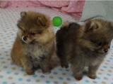 Собаки, щенки Померанский шпиц, цена 15000 Грн., Фото