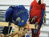 Попугаи и птицы Попугаи, цена 15000 Грн., Фото