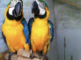 Папуги й птахи Папуги, ціна 25000 Грн., Фото