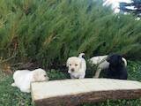 Собаки, щенята Лабрадор ретрівер, Фото