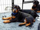 Собаки, щенки Доберман, цена 12500 Грн., Фото