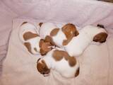 Собаки, щенки Джек Рассел терьер, цена 6300 Грн., Фото