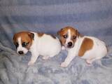 Собаки, щенята Джек Рассел тер'єр, ціна 6300 Грн., Фото