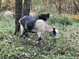 Тваринництво,  Сільгосп тварини Кози, ціна 2900 Грн., Фото