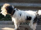 Собаки, щенята Жорсткошерстий фокстер'єр, ціна 500 Грн., Фото