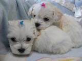Собаки, щенки Мальтийская болонка, цена 8000 Грн., Фото