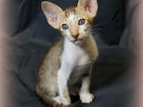 Кішки, кошенята Орієнтальна, ціна 8000 Грн., Фото